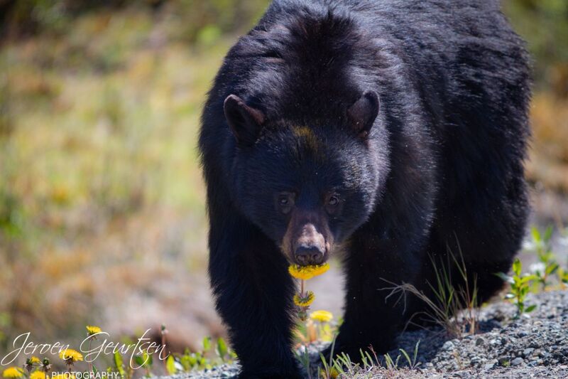 Black Bear - Canada