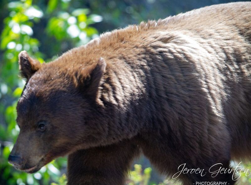 Grizzly Bear - Canada