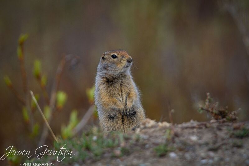 Ground Squirrel - Denali Alaska