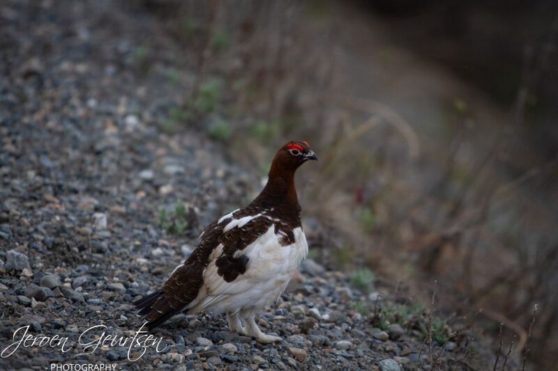Grouse - Denali Alaska