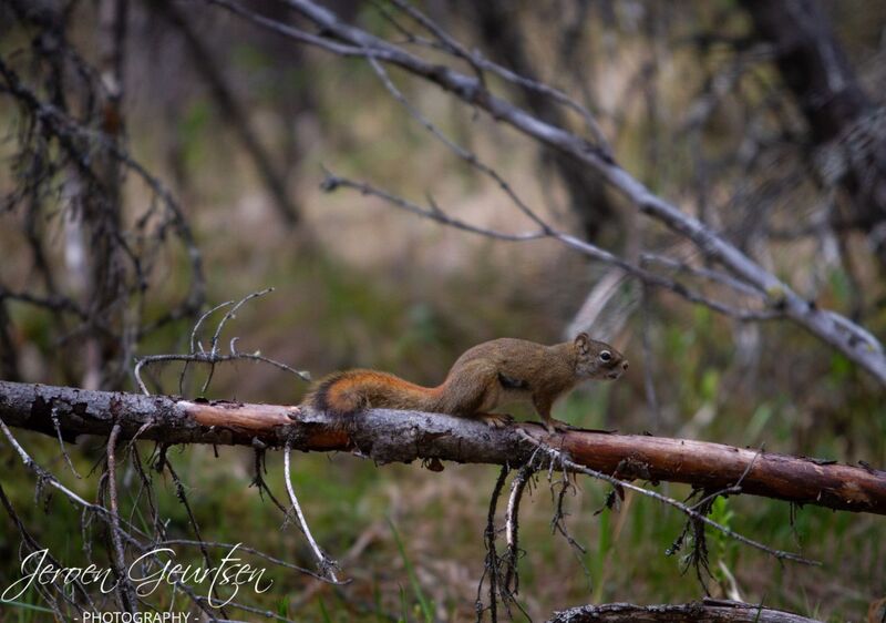 Squirrel - Denali Alaska