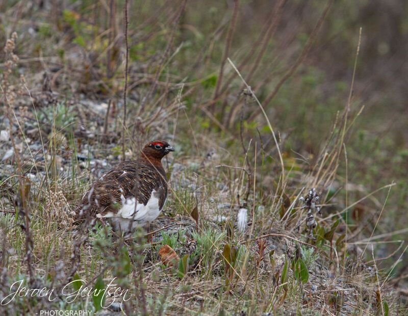 Grouse - Denali Alaska