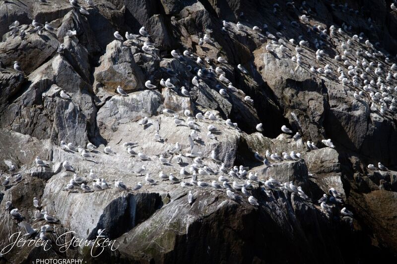 Seagulls - Kenai Fjords Alaska
