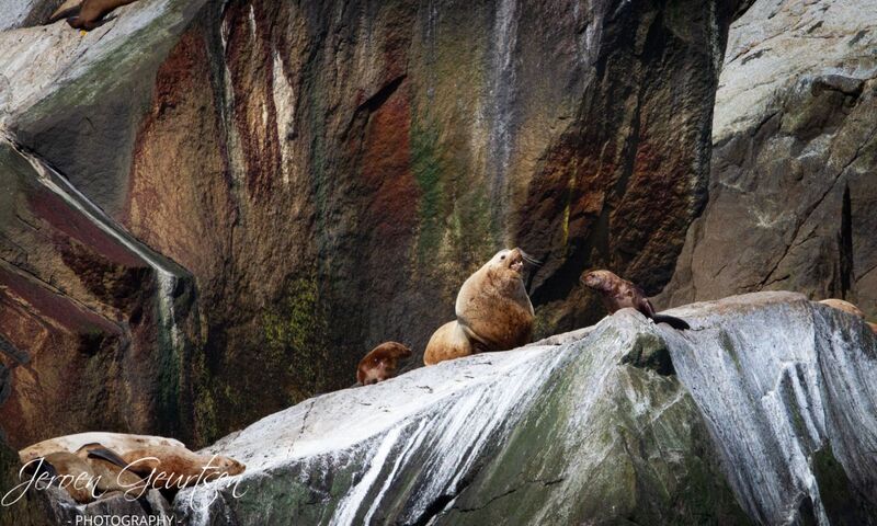 Sealions - Kenai Fjords Alaska