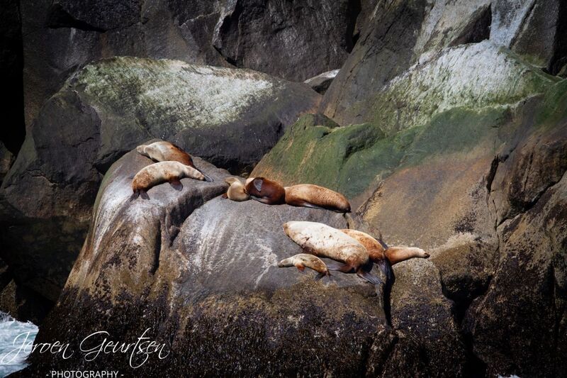 Sealions - Kenai Fjords Alaska