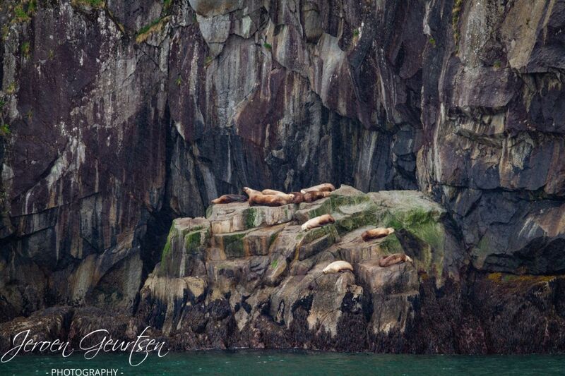 Sealions - Kenai Fjords Alaska