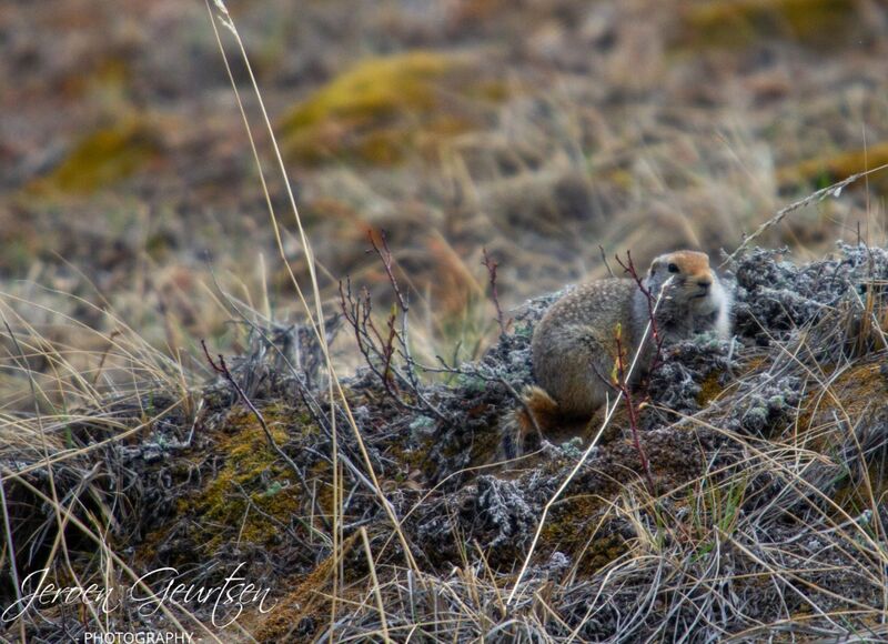 Ground Squirrel - Denali Akaska