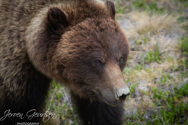 Grizzly Bear - Canada
